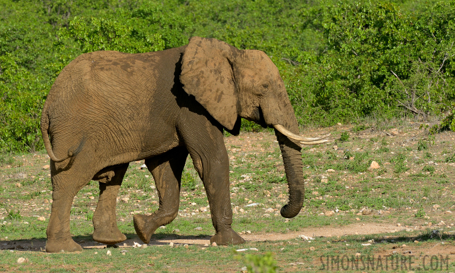 Loxodonta africana [500 mm, 1/640 sec at f / 14, ISO 1000]